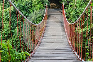 bridge in forest photo