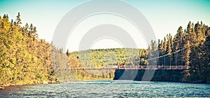 Bridge in the forest