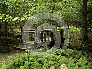 Bridge in the forest over a stream