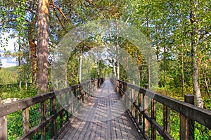 Puente en Bosque en Suecia 