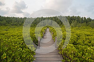 Bridge through the green tree