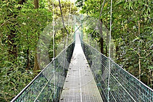 Bridge hanging in the middle of the trees in the rainforest