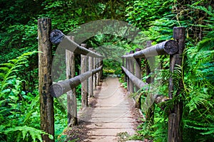 Bridge on hiking trail