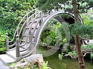 Bridge in Japanese Garden