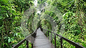 Bridge in the jungle of the national park of Cahuita, Caribbean, Costa Rica