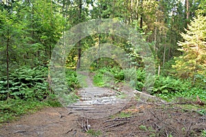 Bridge of logs on a forest road.