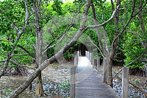 Bridge on Mangrove forest