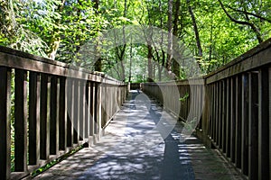 A bridge in the middle of the pluvial rainforest; Oregon State, USA