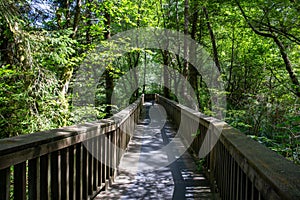 A bridge in the middle of the pluvial rainforest; Oregon State, USA