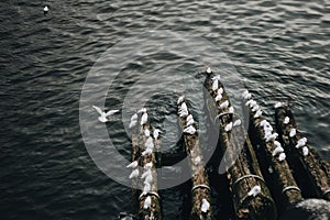 White gulls are sitting on a log on the shore of the bridge near the water one gull flew up. Shot from the film.