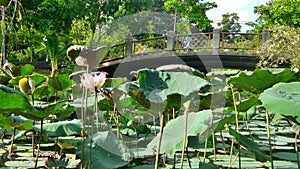 Bridge over Blooming lotus in the pond in the hot summer day