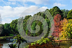 A bridge over Emerald Lake in the Dandenong Ranges in Australia