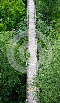 Bridge over green thickets