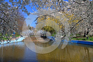 A bridge over the lake in the spring city park