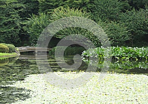 Bridge Over Lily Covered Water