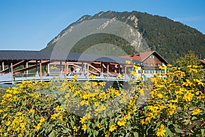 bridge over Loisach river, Eschenlohe, upper bavaria. yellow topinambur flowers