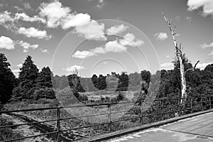 The bridge over the Obra river and a dry tree photo