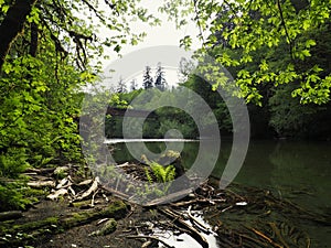 Bridge over River in Forest photo