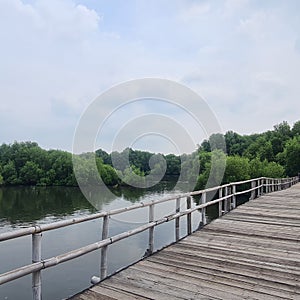 bridge over a river in a mangove forest