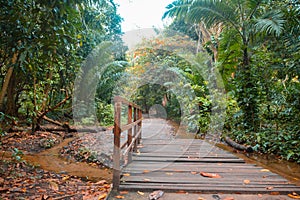 Bridge over river on rain forest trail