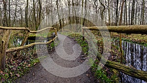 Bridge over a swamp in a forest