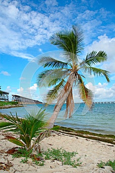 Bridge Palm