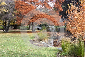 Bridge and pond, Queenstown Gardens