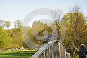 Bridge. railing. bird. pigeon eye. background. a park. grass. summer. body