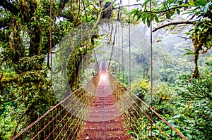 Bridge in Rainforest - Costa Rica - Monteverde
