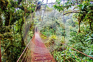 Bridge in Rainforest - Costa Rica - Monteverde