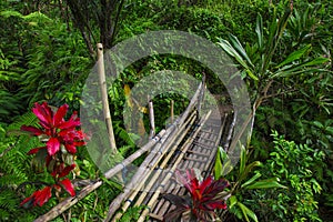 Bridge in Rainforest photo