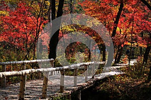 The bridge in Red autumnal leaves' valley