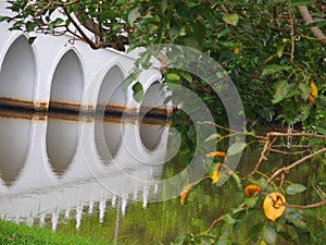 Bridge Reflection