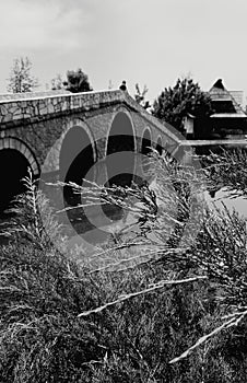 Bridge river tree black&white lake water