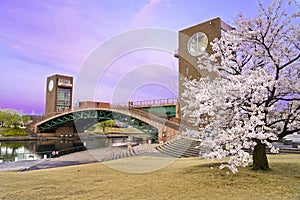 Bridge and Sakura blooming in Spring season of Fugan Canal Park