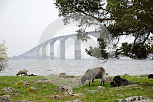 Bridge with sheeps