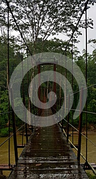 Bridge in Sinharaja forest