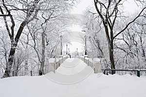 Bridge Surrounded By Snowy Tree