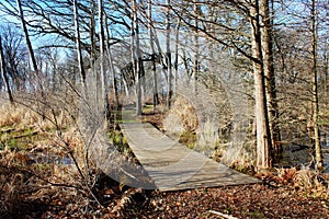 Bridge Swamp
