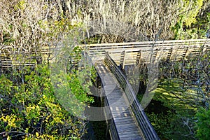Bridge in swamp