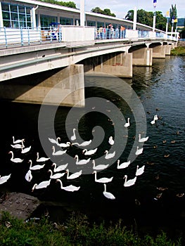 Bridge with swans