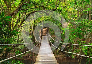 Bridge to the deep jungle photo