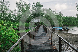 Bridge to the wooden boat at mangrove forest