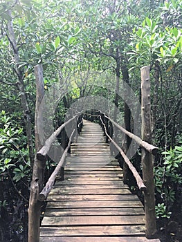 Bridge towards the Jozani Forest mangroves