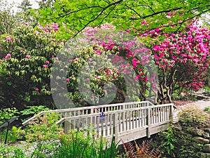 A bridge trees plants and flowers in a garden