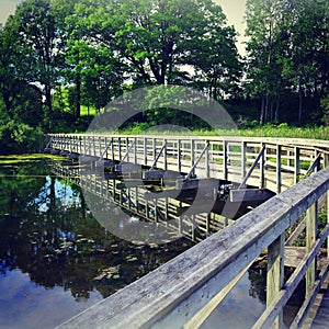Bridge trees reflection