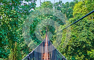 The bridge among the trees, Tree Top Walk, Mae Fah Luang garden, Doi Tung, Thailand photo