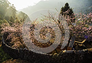 Spring in Ha Giang, Vietnam