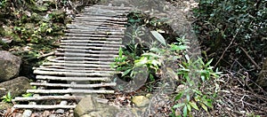 Bridge Wood Natural & traditional