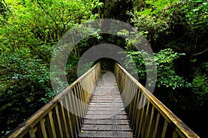 Bridge from wood towards the dark and green forrest